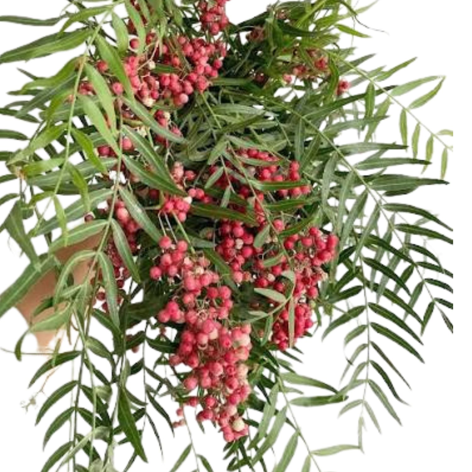 Pepperberry