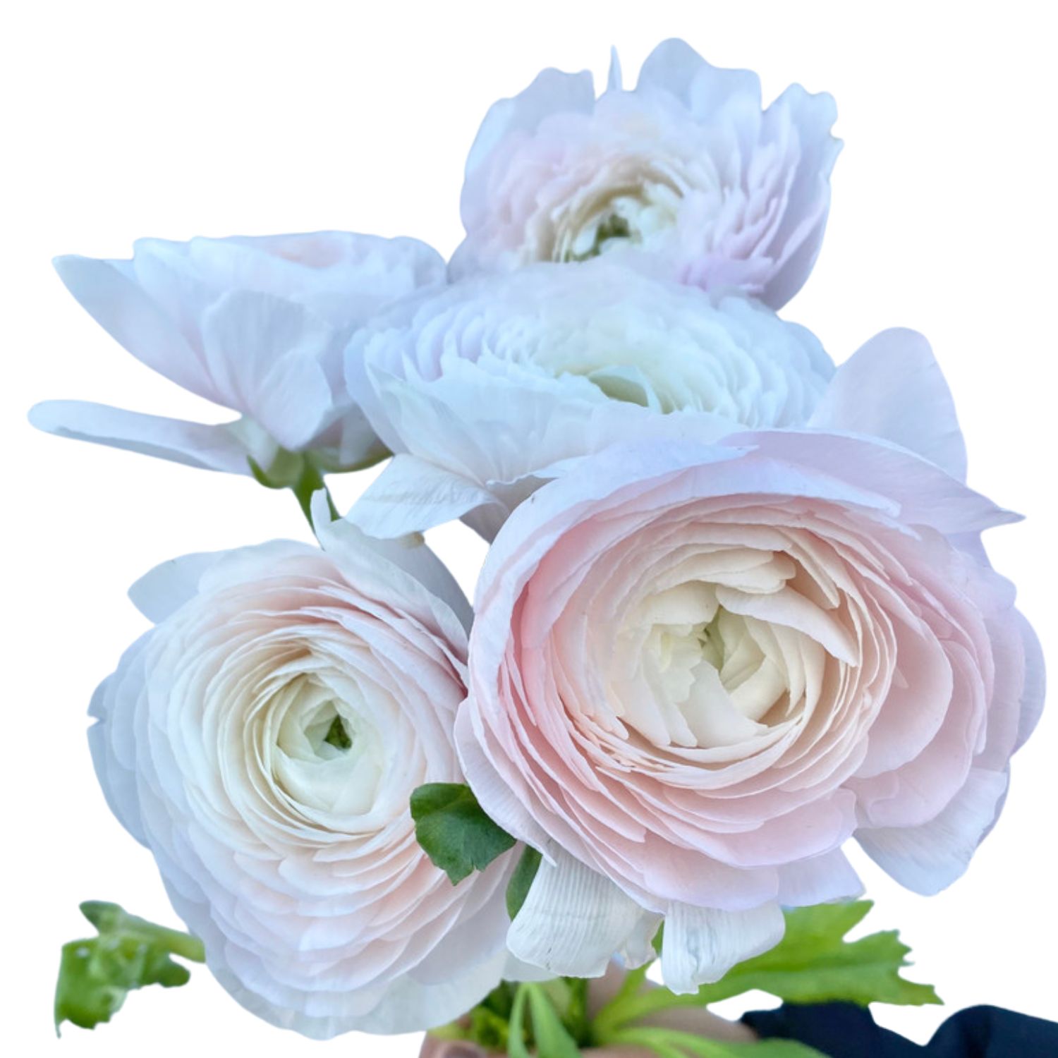 Ranunculus - Clooney