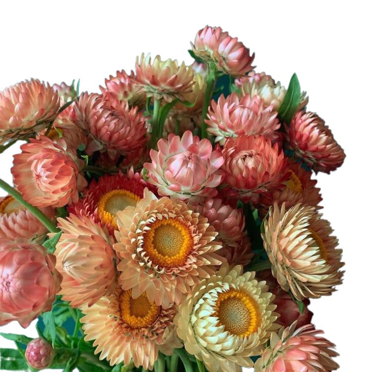 Strawflower