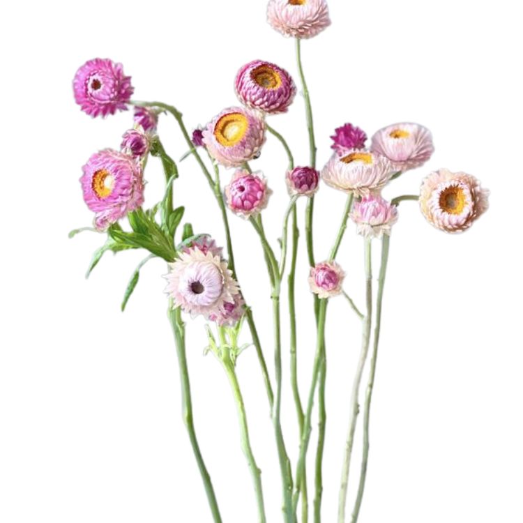 Strawflower