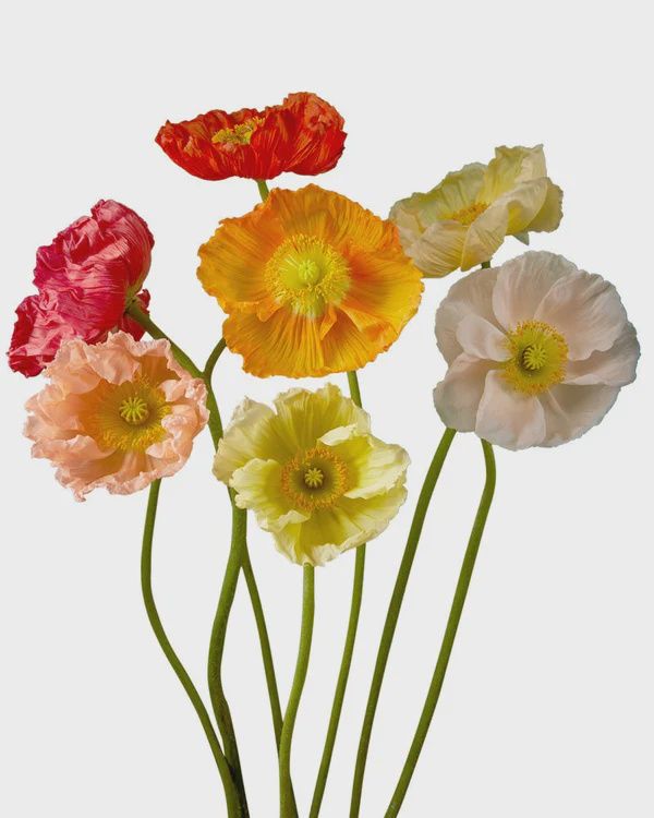 Poppy