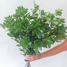Pittosporum - Standard