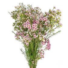Waxflower