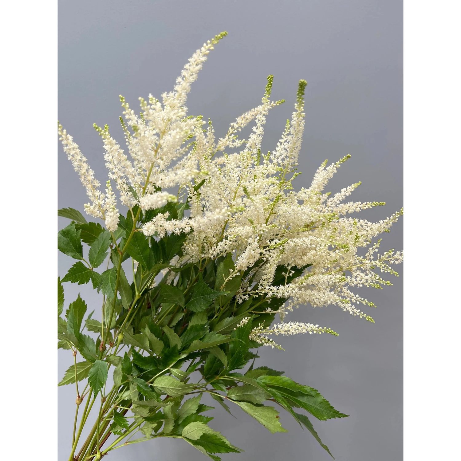 Astilbe