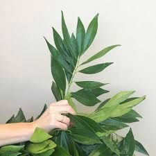 Cocculus