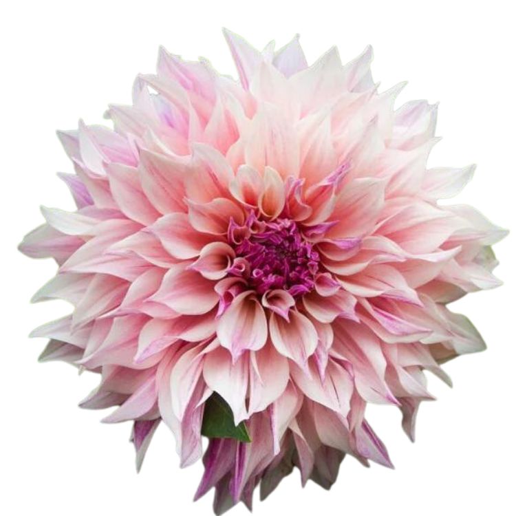 Dahlia - Cafe Au Lait