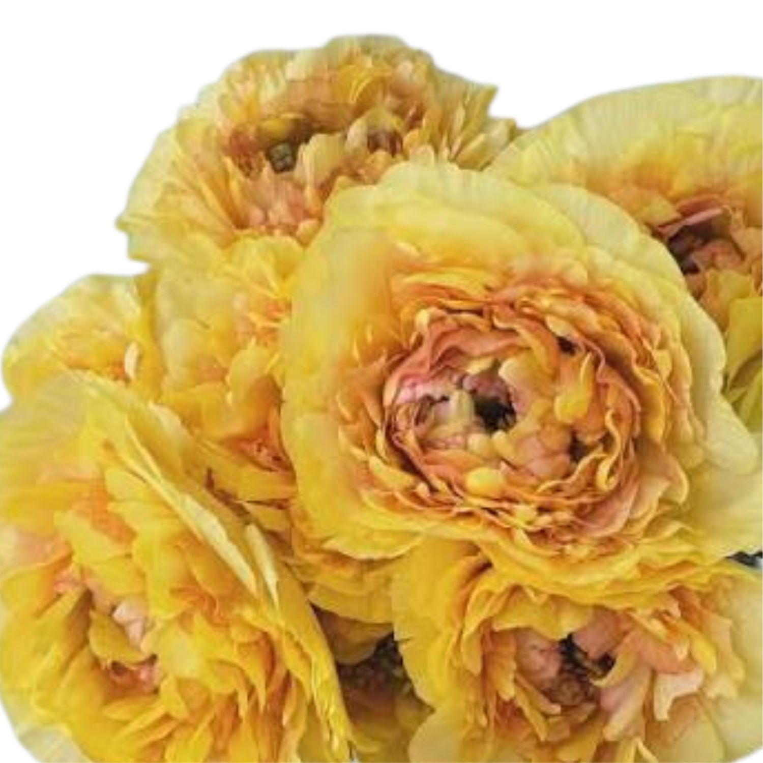Ranunculus - Charlotte