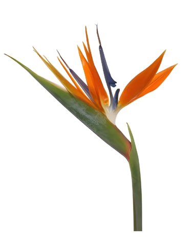 Bird of Paradise
