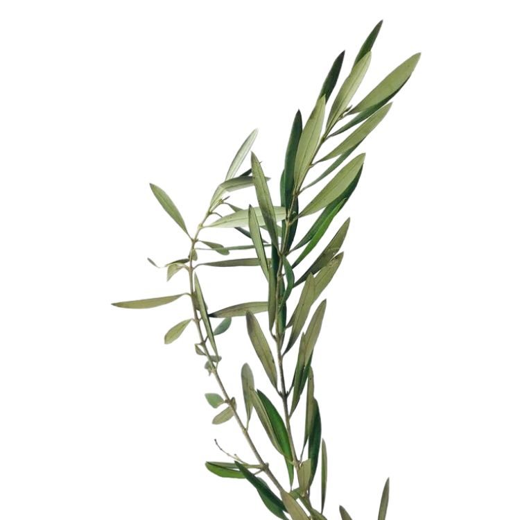 Olive Branch