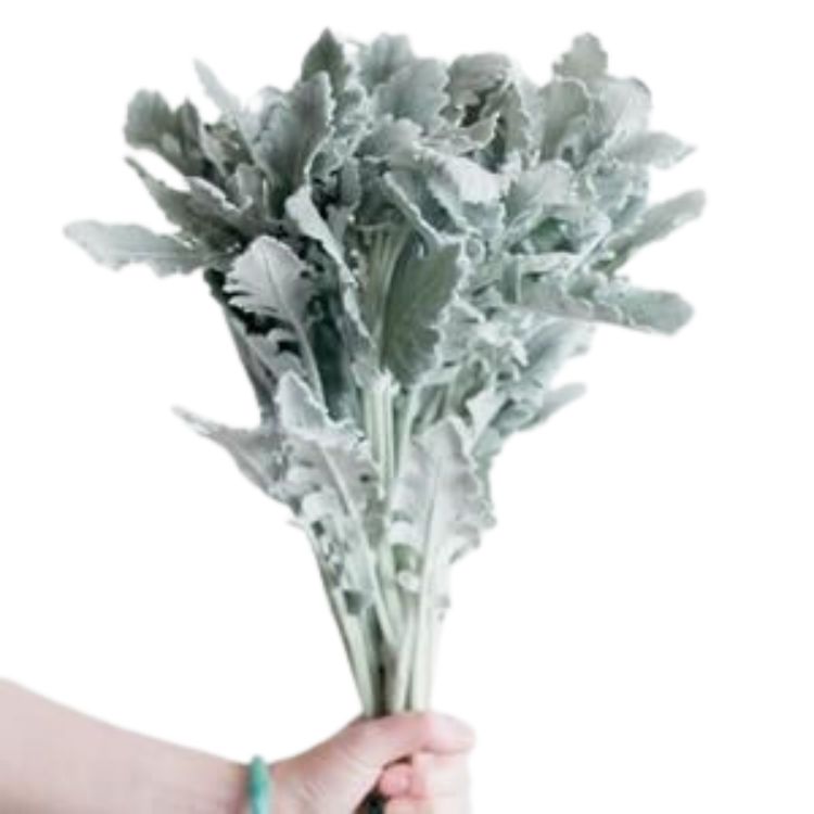 Dusty Miller