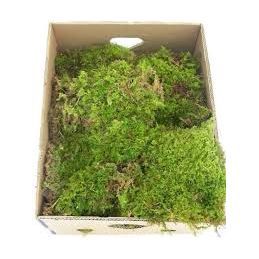 Sheet Moss Box