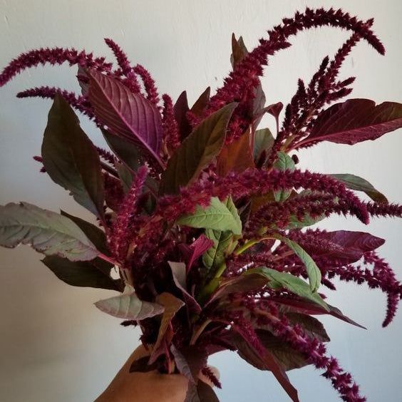 Amaranthus