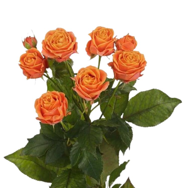 Spray Rose - Standard