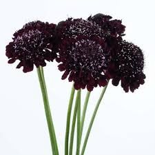 Scabiosa - Scoop
