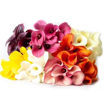 Calla Lily - Mini
