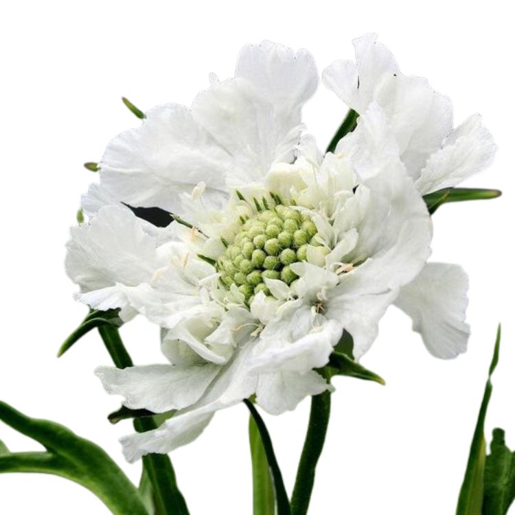 Scabiosa - Fama