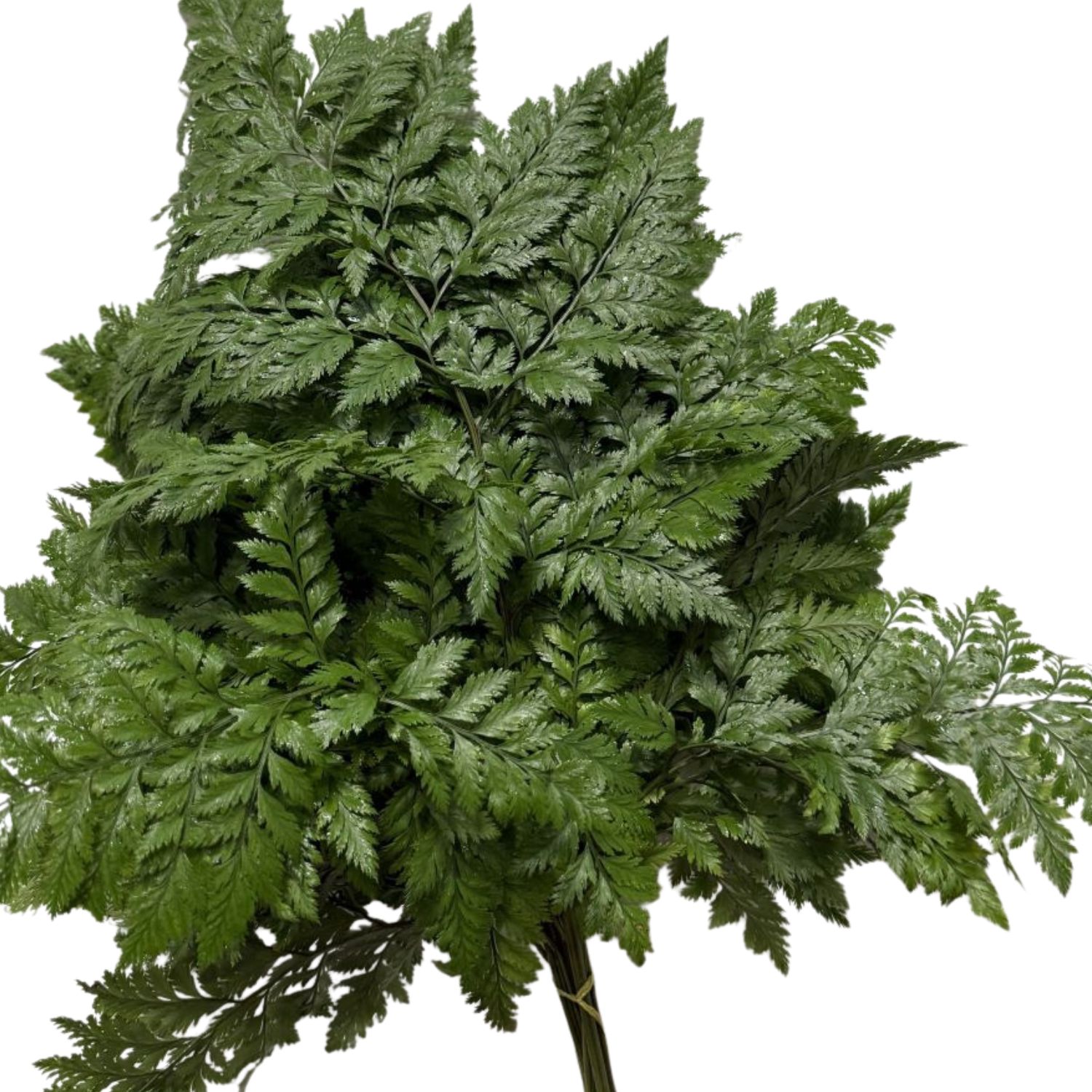 Fern - Cleopatra