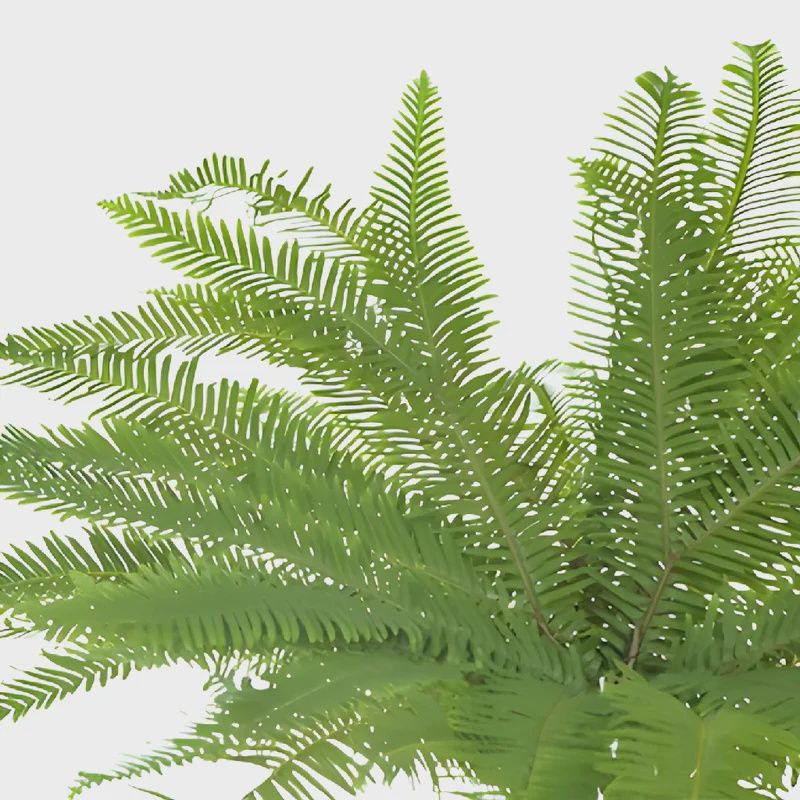 Umbrella Fern
