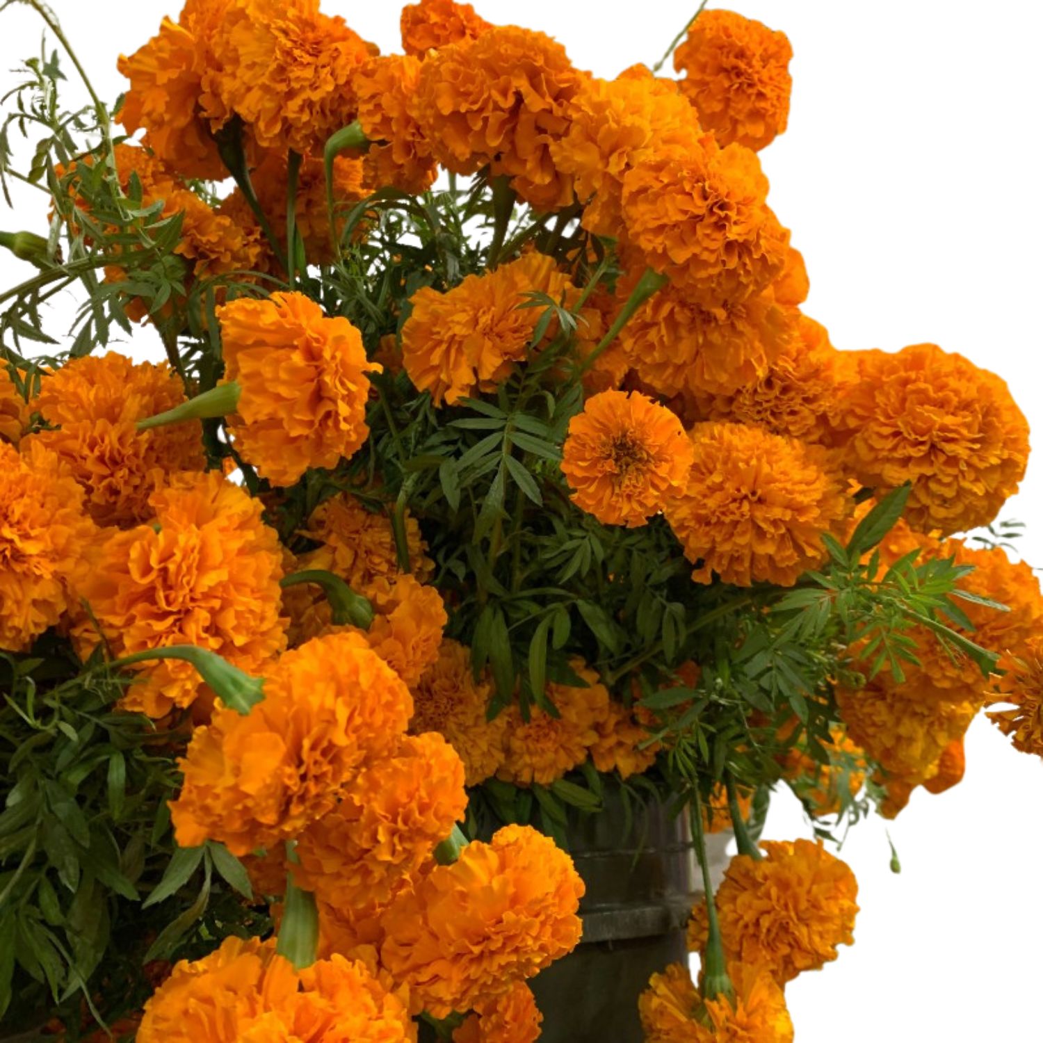 Marigold
