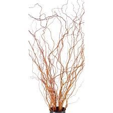 Curly Willow