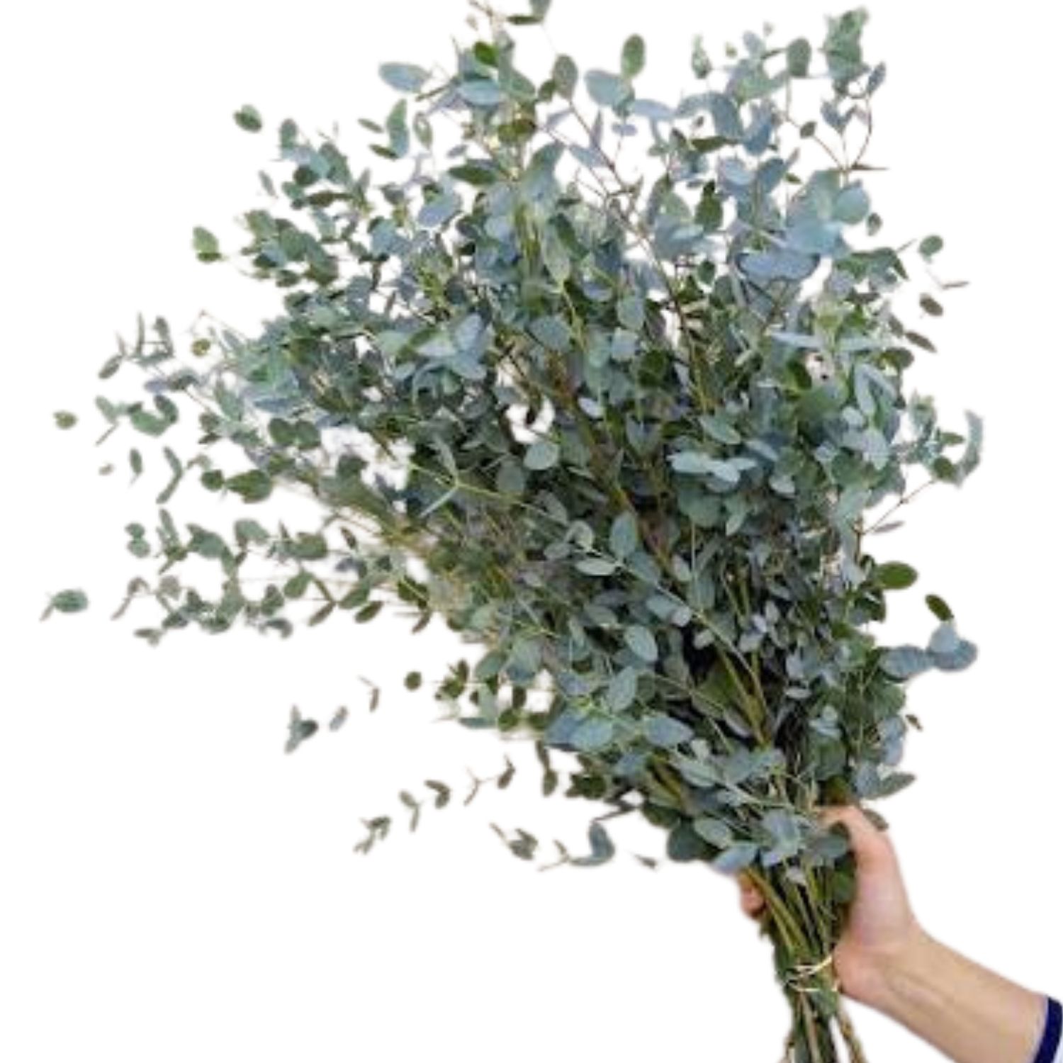 Eucalyptus - Gunni
