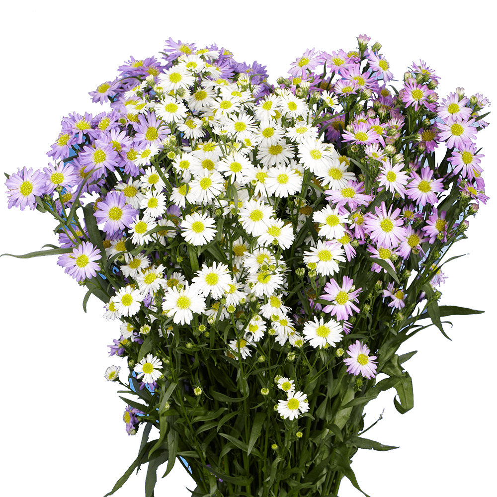 Aster