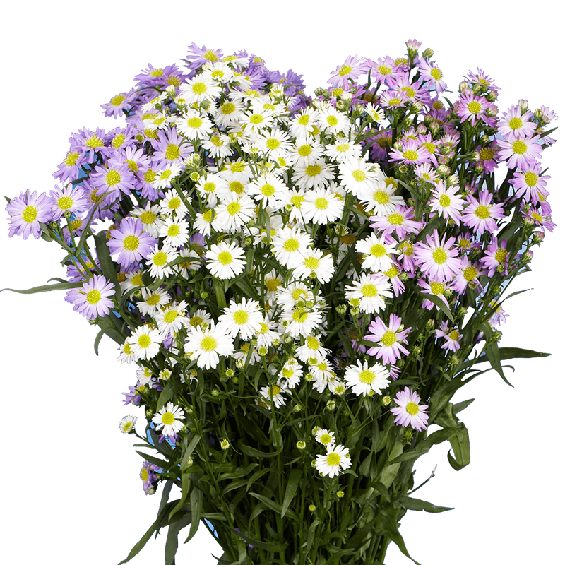 Aster