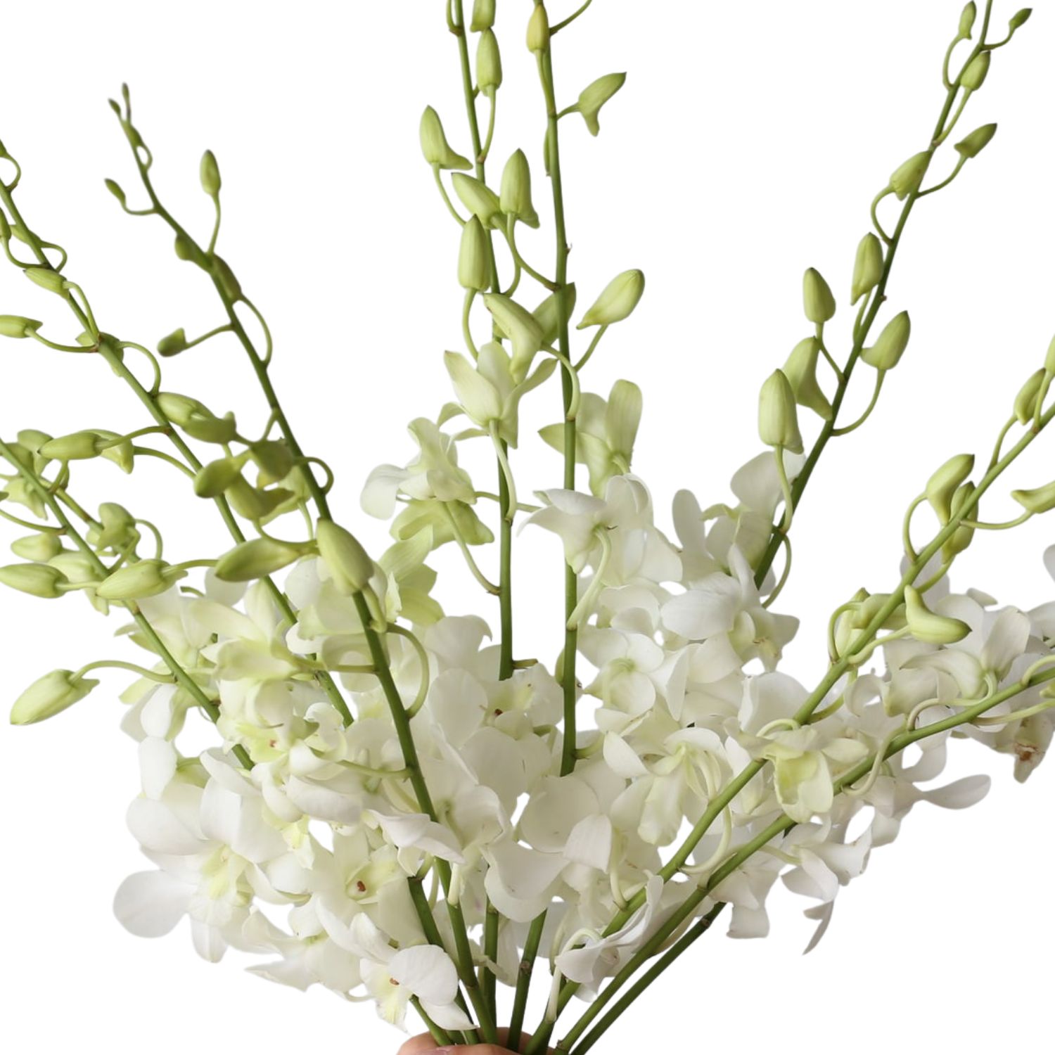 Dendrobium Orchid