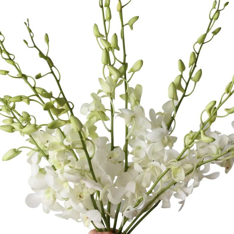 Dendrobium Orchid