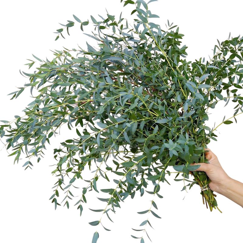 Eucalyptus - Parvifolia
