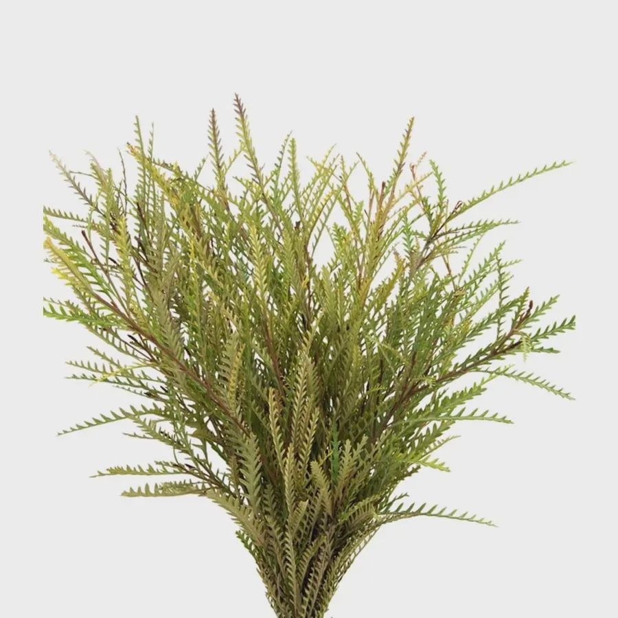 Grevillea