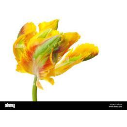 Tulip - Specialty
