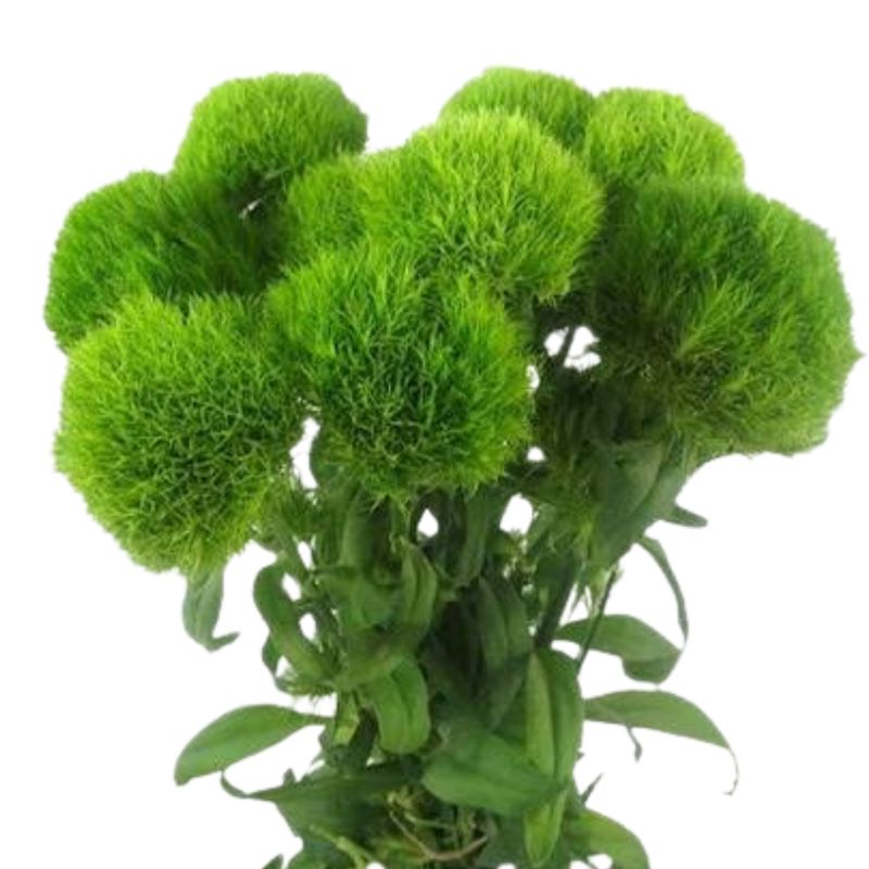 Dianthus - Green Trick