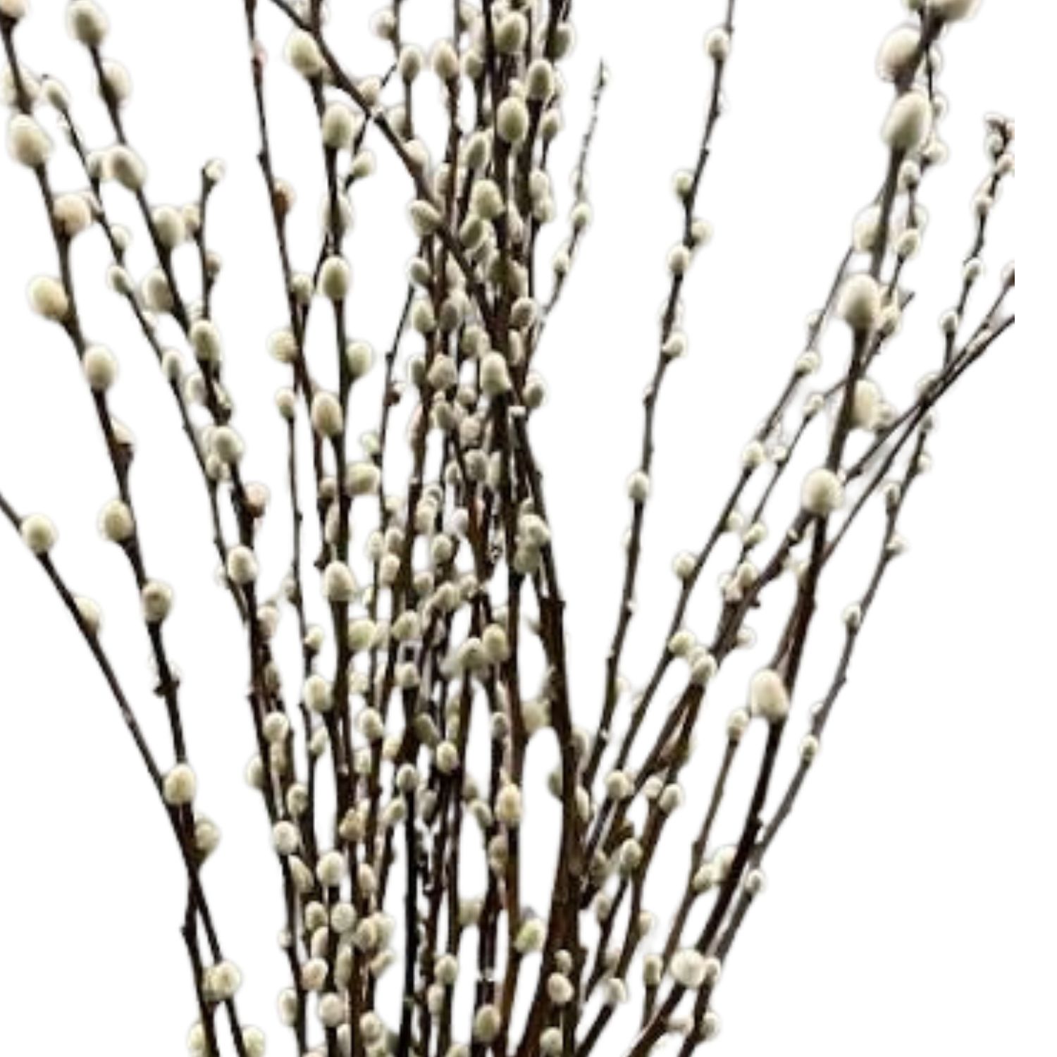 Pussy Willow