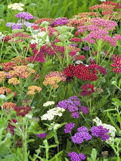 Yarrow