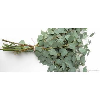 Eucalyptus - Silver Dollar