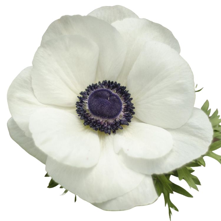 Anemone