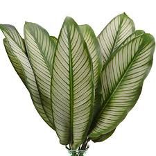 Calathea