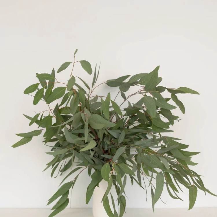 Eucalyptus - Willow
