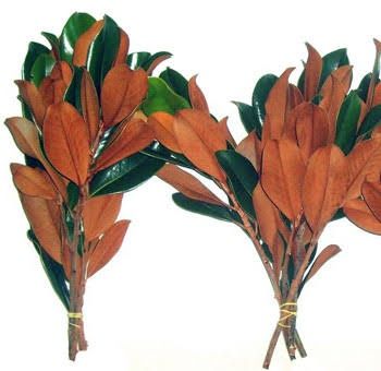 Magnolia Tips