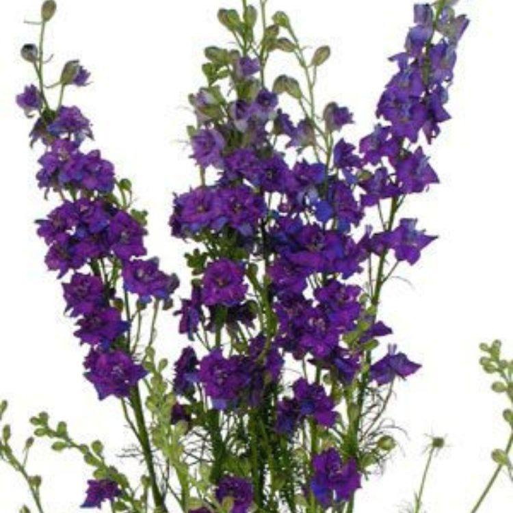 Larkspur