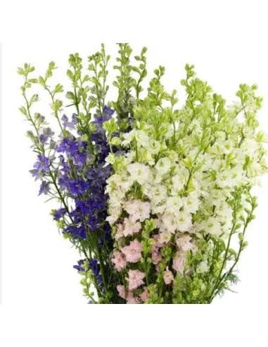 Larkspur