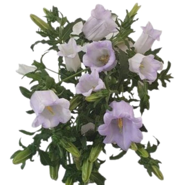 Campanula