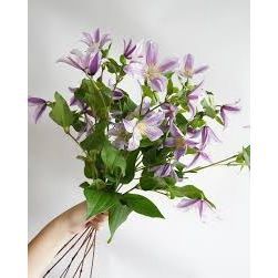 Clematis