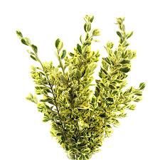 Euonymus