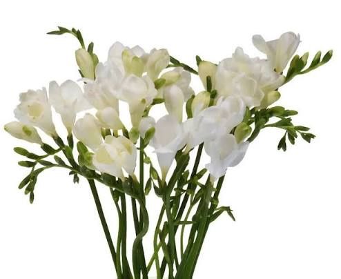 Freesia