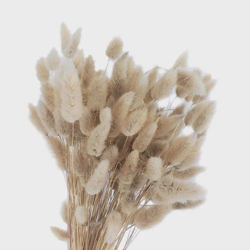 Bunny Tail - Fresh