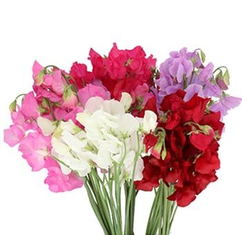 Sweet Pea