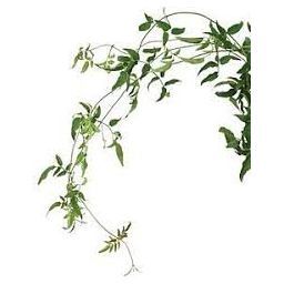 Jasmine Vine