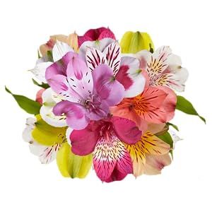Alstromeria
